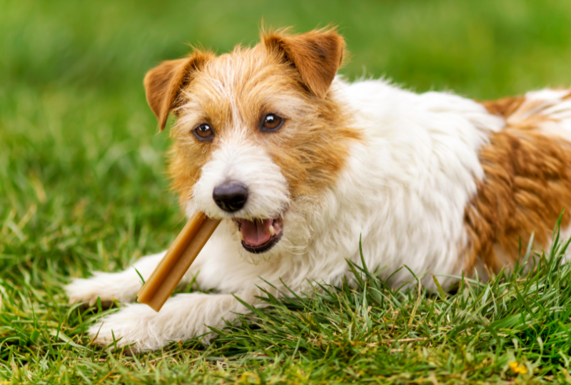 puppy dental chew